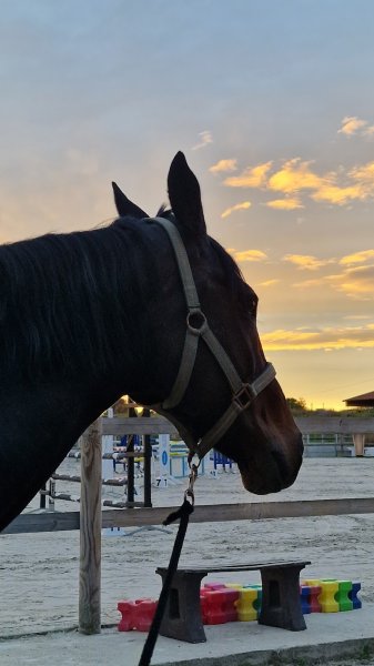 Ecuries Du liévinois - photo 3