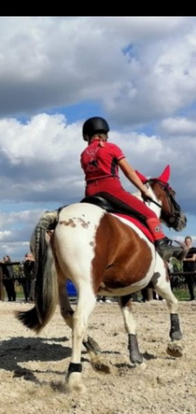 Ecuries du Romblay Geoffroy lecocq - photo 2