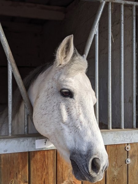 Club Hippique de Bethune - photo 3