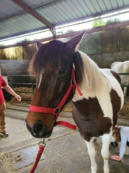 Poney Club du Bois des Dames - photo 3