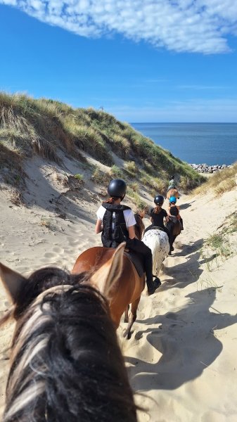 Espace Équestre Henson - La Molière de Berck - photo 2