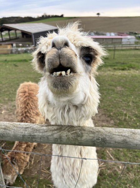 Centre équestre La Ferme de Mon Enfance - photo 3