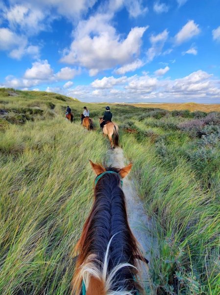 Espace Équestre Henson - L'Étrier - photo 1