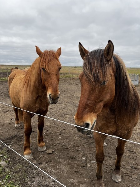 Espace Équestre Henson - L'Étrier - photo 3