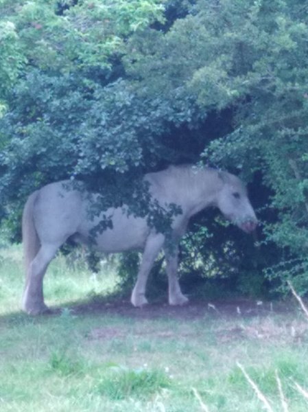 Écurie Ribatejo - photo 1
