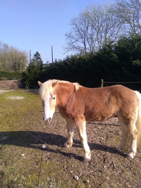 Écurie Ribatejo - photo 2