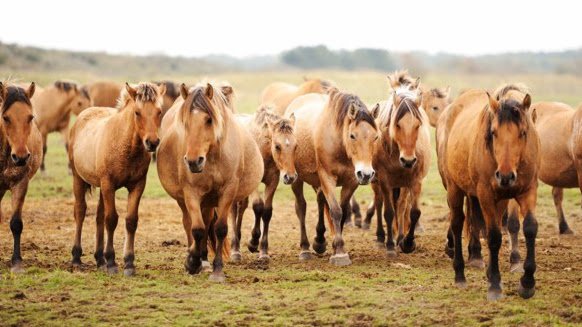 Espaces Equestres Henson - photo 1