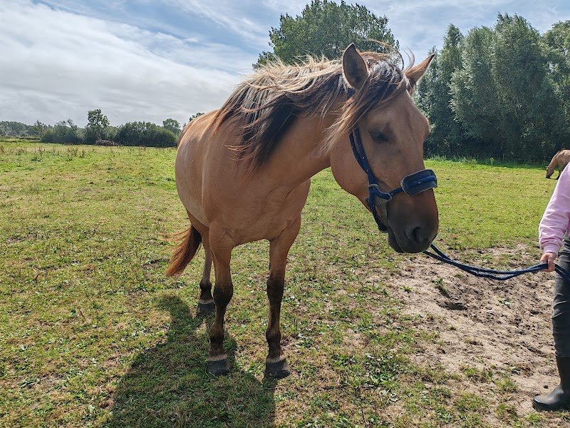 Espaces Equestres Henson - photo 2