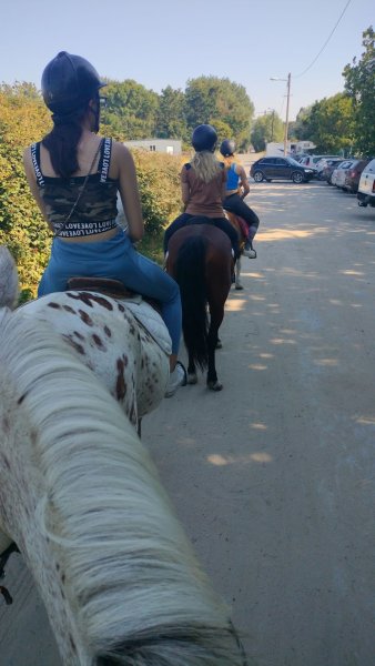 Haras de La Côte d'Opale - photo 3