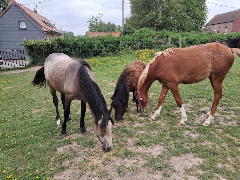 Ecurie d adinfer - photo 3