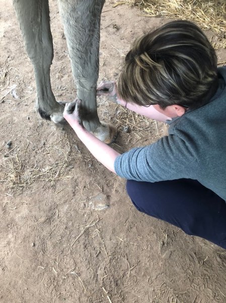 Sev & You, centre de bien être équin, pension cheval, balnéothérapie, formation masseur équin - photo 3