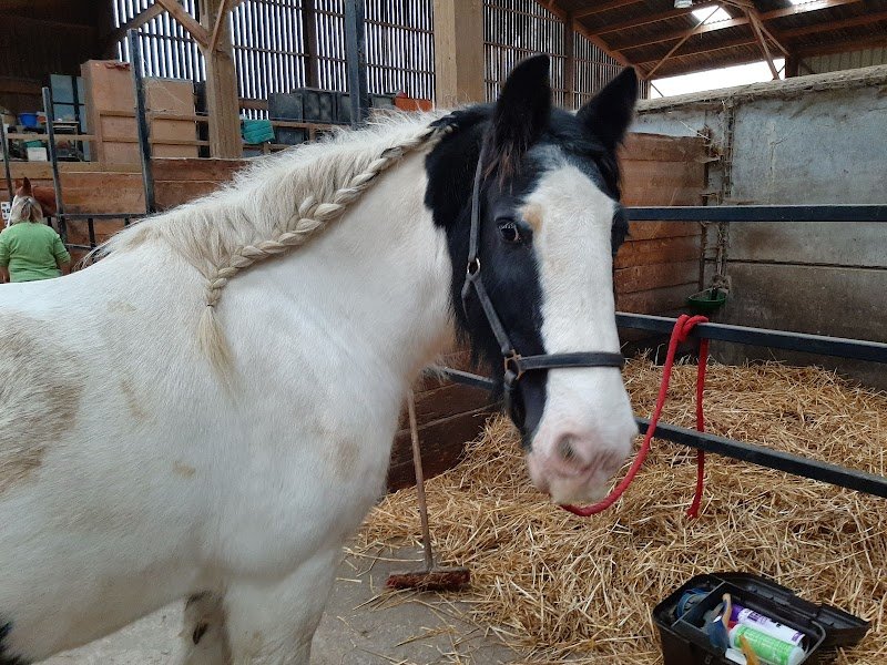 Centre Équestre de la Claire Fontaine - photo 2
