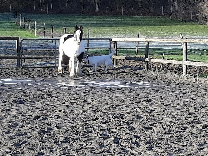 Centre Équestre de la Claire Fontaine - photo 3