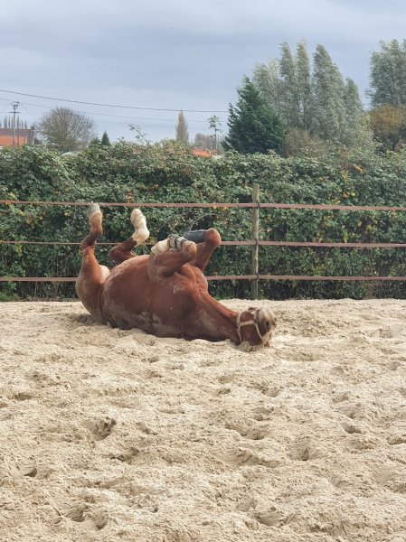 Ecurie Vanstaevel - photo 2