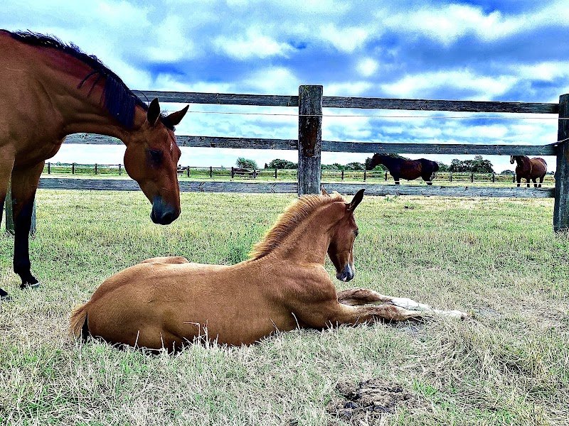 HARAS DES PRINCES - photo 1