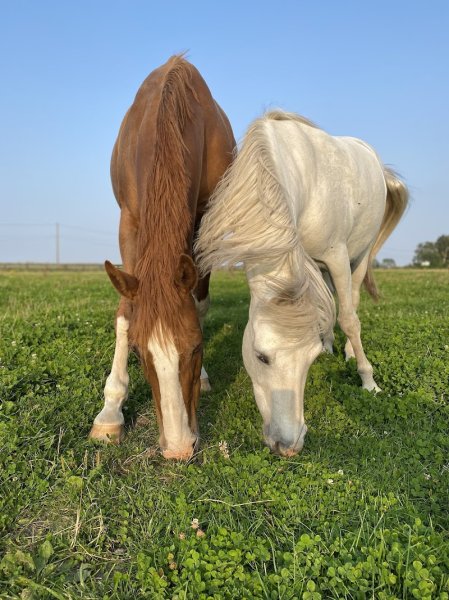 HARAS DES PRINCES - photo 3