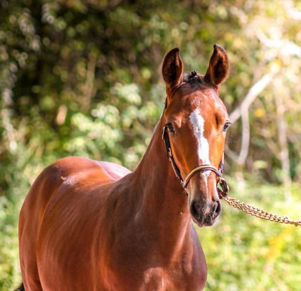 Haras de la Bouloye - photo 2