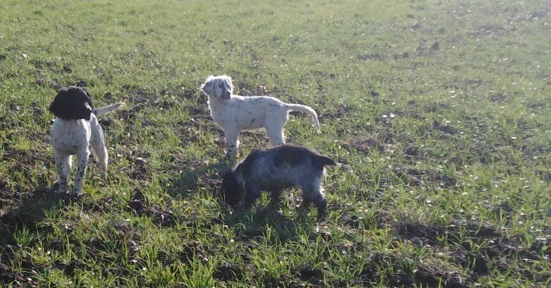 Élevage dressage et pension des Hauts Buissons - photo 3