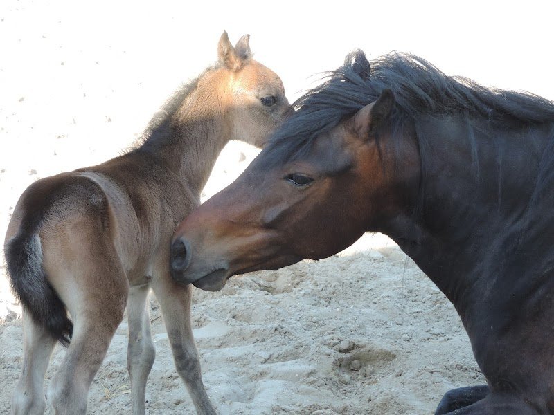 Haras Winsmill Poneys Dartmoor - photo 1