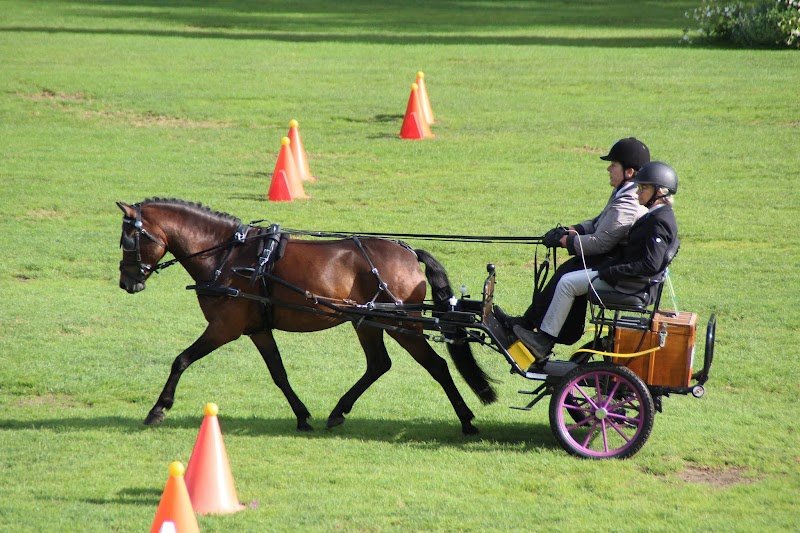 Haras Winsmill Poneys Dartmoor - photo 3