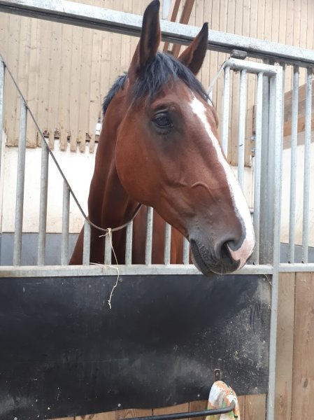 SARL Écuries de Carency - photo 1