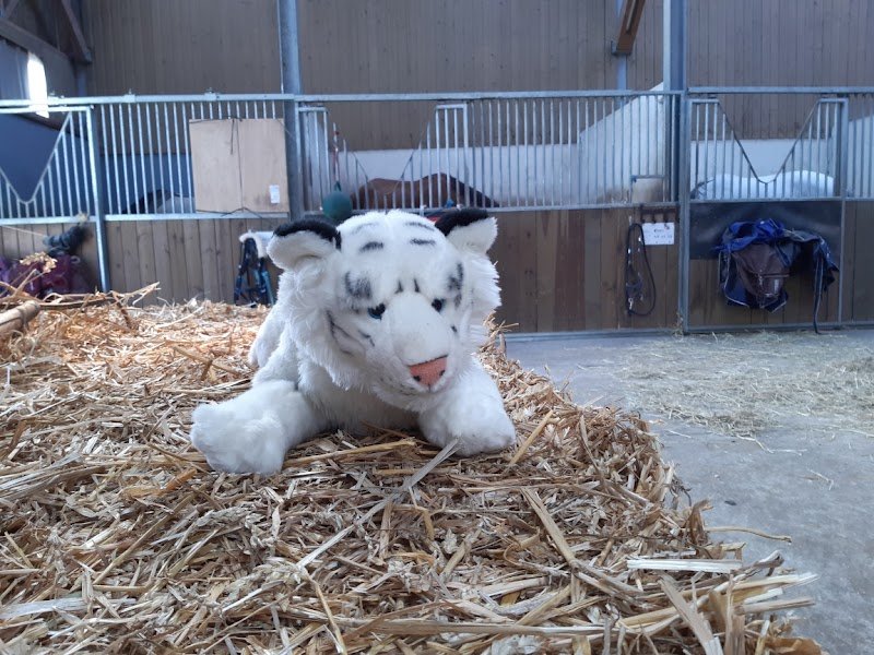 SARL Écuries de Carency - photo 2