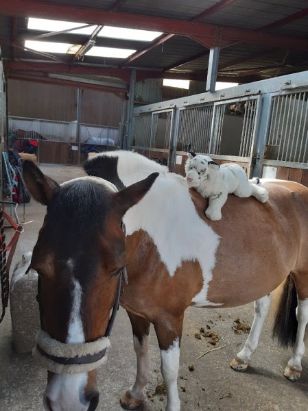 SARL Écuries de Carency - photo 3