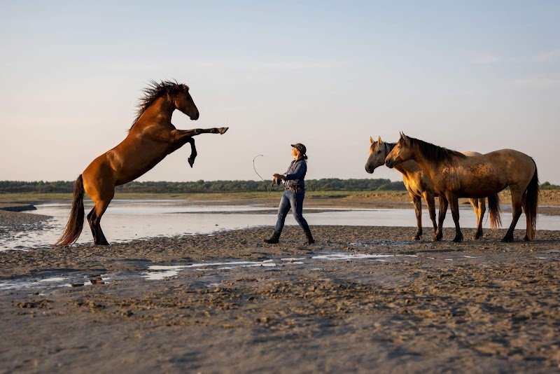Aventure Équestre – Écurie & Randonnée