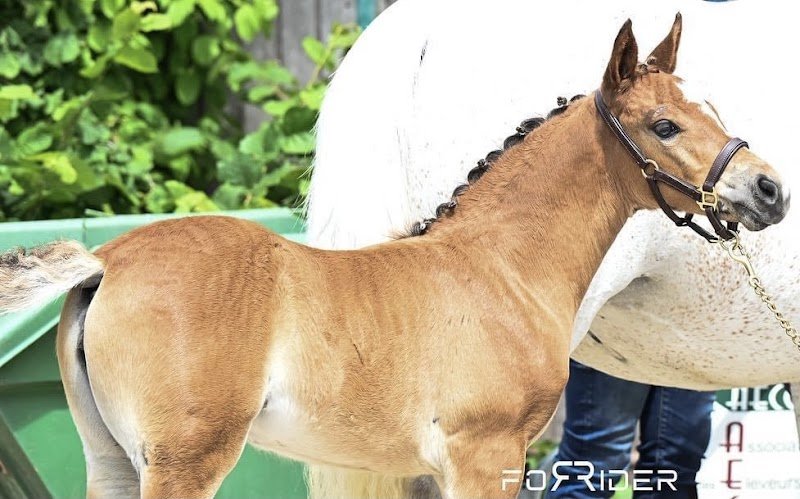 Les Poneys des Noyers