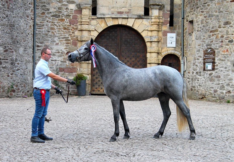 Les Poneys des Noyers - photo 2