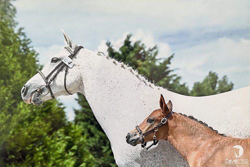Les Poneys des Noyers - photo 3