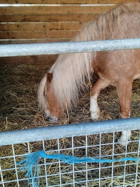 Centre Equestre du Ternois - photo 1