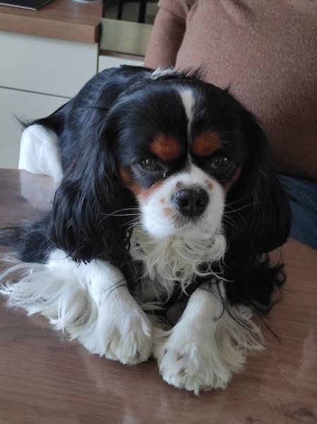 ÉLEVAGE LES CAVALIERS KING CHARLES DES SOURCES DU BAILLONS - photo 1