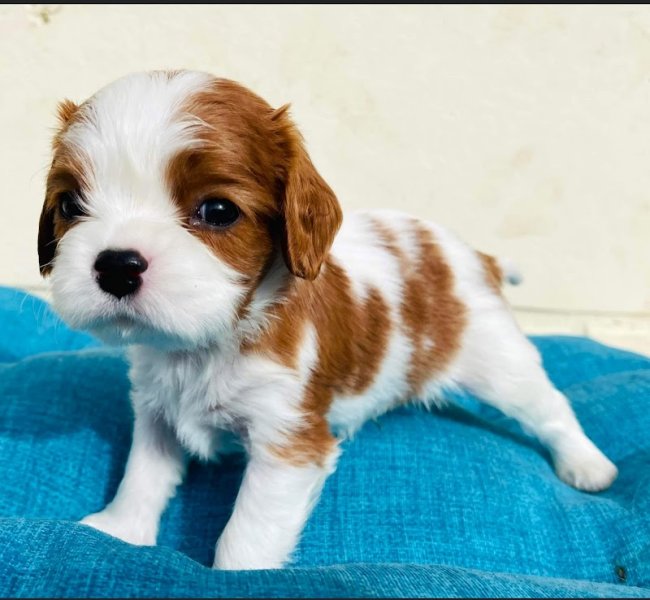 ÉLEVAGE LES CAVALIERS KING CHARLES DES SOURCES DU BAILLONS - photo 2