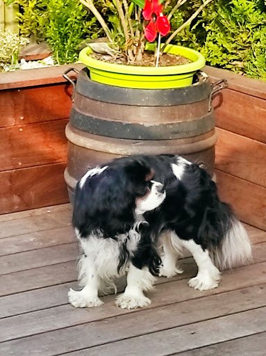 ÉLEVAGE LES CAVALIERS KING CHARLES DES SOURCES DU BAILLONS - photo 3