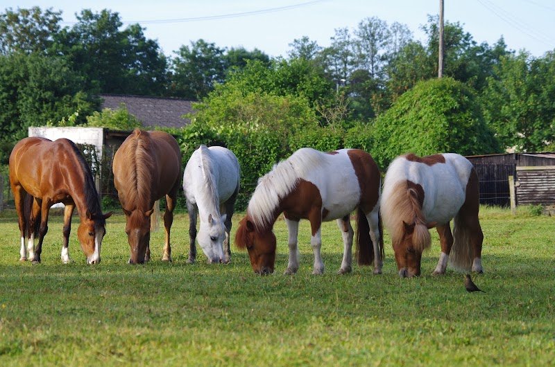 CENTRE EQUESTRE DE FLERS - photo 3