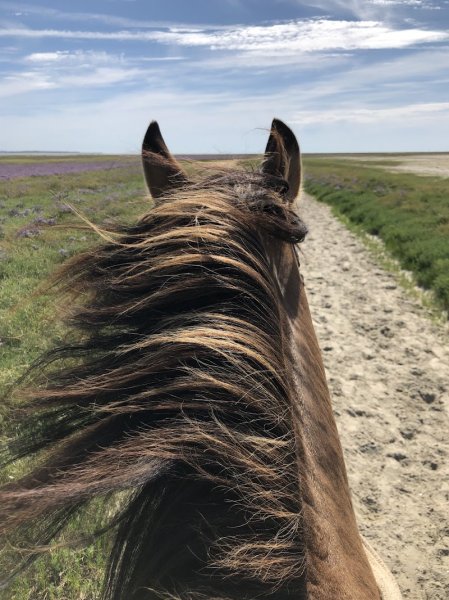 le cheval henson élevage de carole et thierry BIZET - photo 2