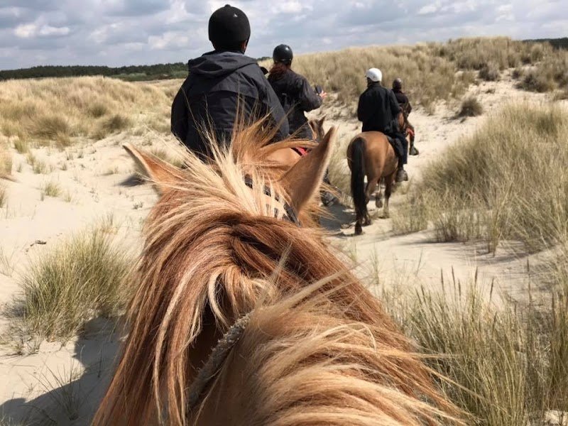 le cheval henson élevage de carole et thierry BIZET - photo 3