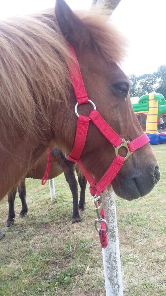 Centre Equestre de la Scie Longueville - photo 3
