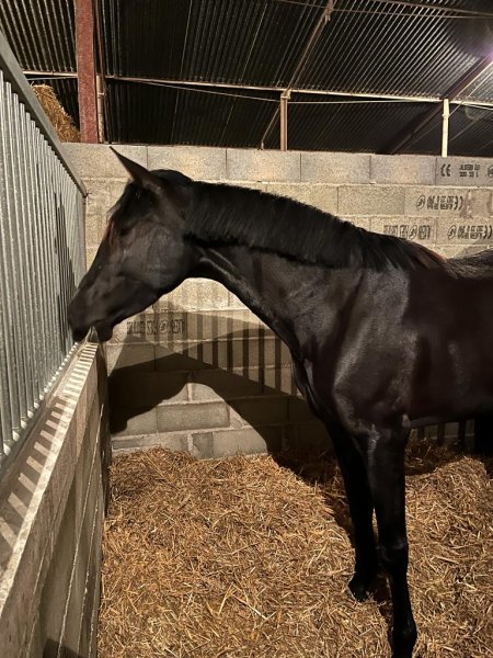 Ecuries de Mauriet - photo 3