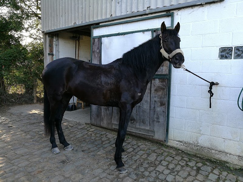 Les Ecuries d'Opprebais - photo 1