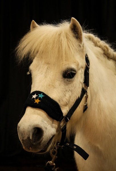 Societe Hippique d'Abbeville - photo 3