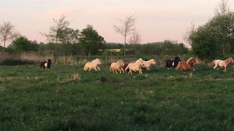 Poney club des champs bleuets - photo 2