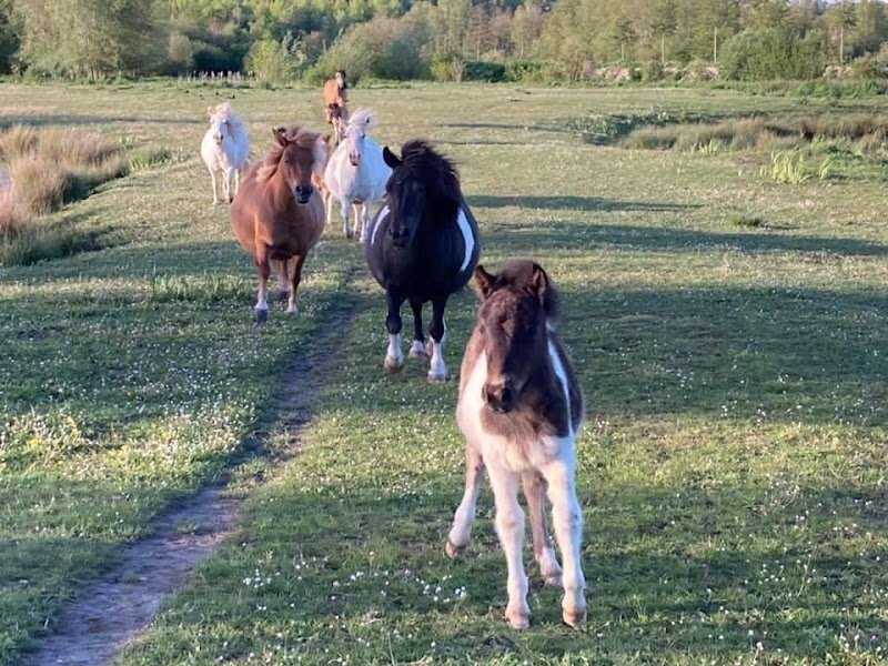 Poney club des champs bleuets - photo 3