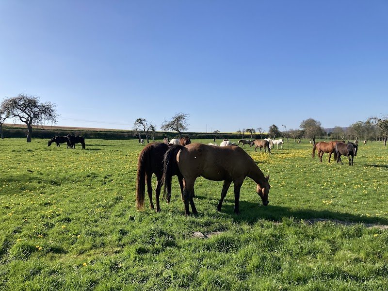 Les Ecuries d'Opale - photo 2