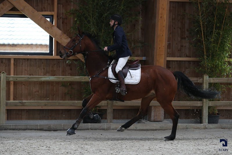 Horse Consulting - photo 2