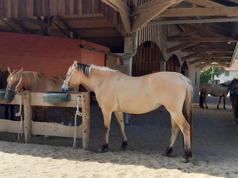 Espace Equestre Haras - Henson