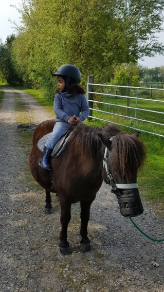 Espace Equestre Haras - Henson - photo 2