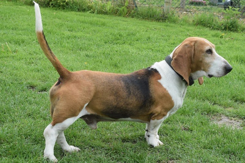 Élevage Du Cheval Marquet