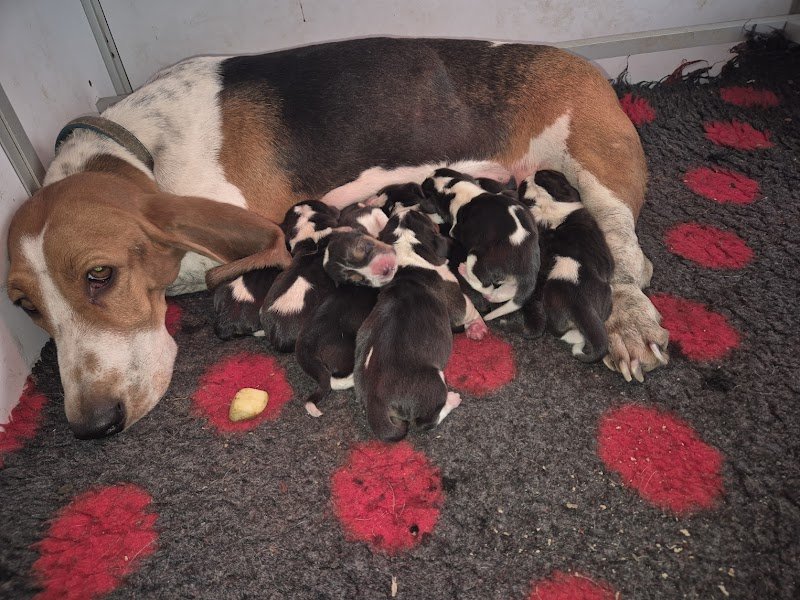 Élevage Du Cheval Marquet - photo 2